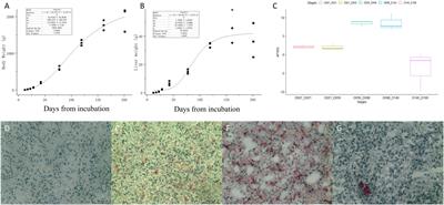 Time Course Transcriptomic Study Reveals the Gene Regulation During Liver Development and the Correlation With Abdominal Fat Weight in Chicken